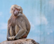 Первый случай оспы обезьян выявили в Австралии