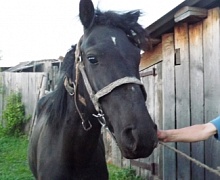 Полицейские обнаружили похищенных лошадей