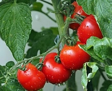 Россиянам назвали простой способ проверки помидор на нитраты