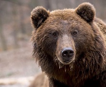 Житель Камчатки захотел скормить заколотое тело товарища медведям