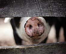 Областной суд запретил жителю Усолья содержать свиней 