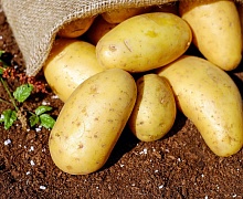 Россиян предупредили о дефиците картофеля в 2022 году