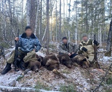 В Приангарье суд вынес приговор в отношении 4 браконьеров, которые отстрелили медведицу с тремя медвежатами