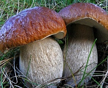 Появились грибы в усольских лесах и на рынках