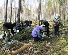 Месячник леса 2017 года