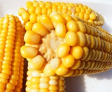Опасная для здоровья кукуруза появилась на полках магазинов в России