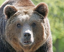 В Усольском районе медведь травмировал мужчину