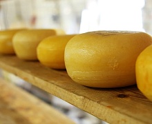 Россиянам объяснили, почему сыр полезнее остальных молочных продуктов