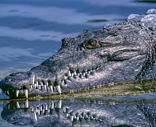 Биолог Петросян допустил появление крокодилов в России из-за климатических изменений