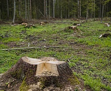 Половина незаконных рубок леса в России приходится на Иркутскую область