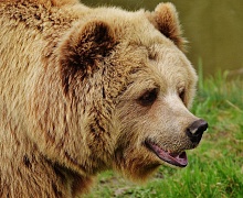Медведи добрались до Листвянки: зверя заметили местные жители