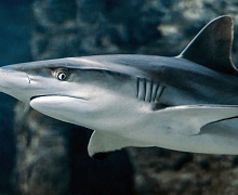 Встретить акулу-убийцу можно и в России: ответы ученых и страшные случаи нападений