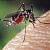 Эколог Леванова предложила заменить химические средства от комаров на масло эвкалипта