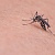 Врачи объяснили, чем опасны укусы комаров