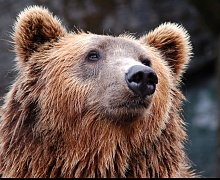 Медведей посчитали в Иркутской области: как часто можно их встретить на КБЖД