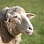 Минсельхоз разъяснил, чем с 2024 года можно маркировать коров и овец