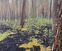 В Иркутской области за сутки потушили 10 лесных пожаров