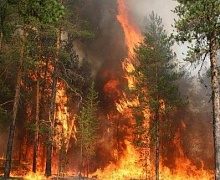 5 гектаров леса сгорело за неделю в Усольском районе