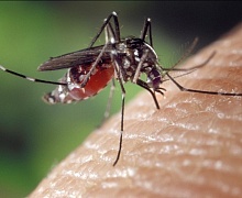 Эколог Леванова предложила заменить химические средства от комаров на масло эвкалипта