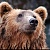 Медведей посчитали в Иркутской области: как часто можно их встретить на КБЖД