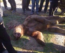 На усольской земле застрелен еще один медведь