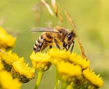 Что делать, если укусила пчела: инструкция