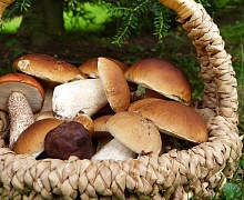 Россиянам рассказали, можно ли есть ранние грибы