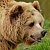 Медведи добрались до Листвянки: зверя заметили местные жители