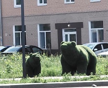 Медведи в Усолье