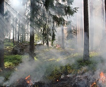 За минувшие сутки в лесном фонде в Иркутской области ликвидировано шесть пожаров