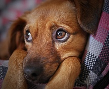 Неизвестные истыкали острым предметом собаку в Иркутске: ранены печень и легкие