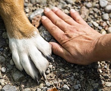 Новая ежегодная выплата инвалидам на содержание собаки-проводника