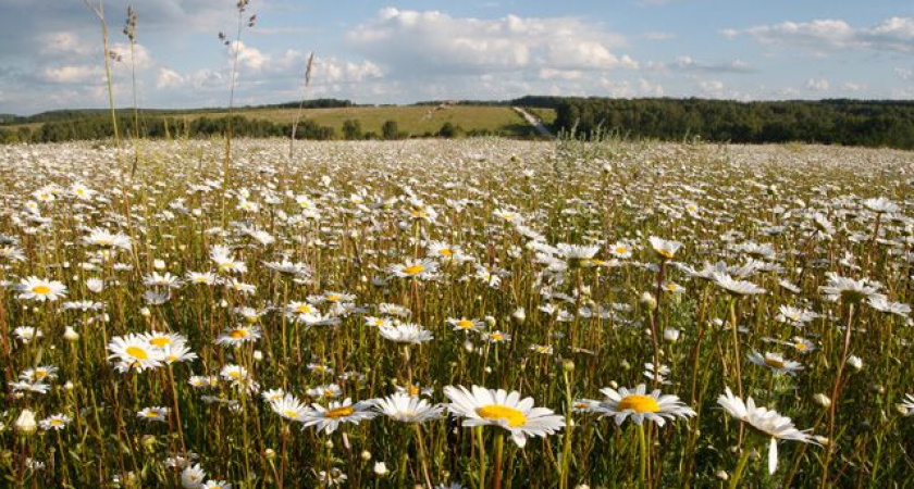 Долгосрочный прогноз погоды на июль 2016 г.