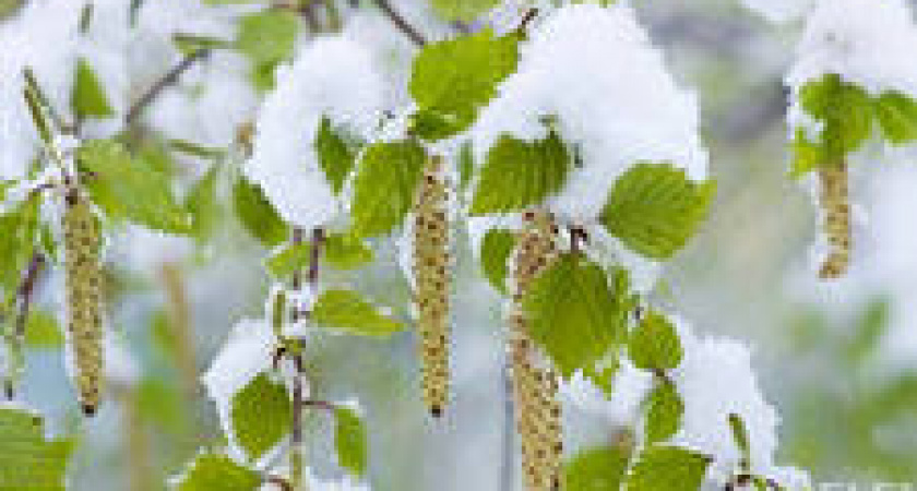 В выходные в Иркутской области будет жара, в понедельник ждут мокрый снег 