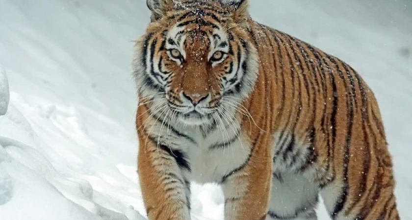 Астролог Elle рассказал, что принесет 2022 год Водяного Тигра