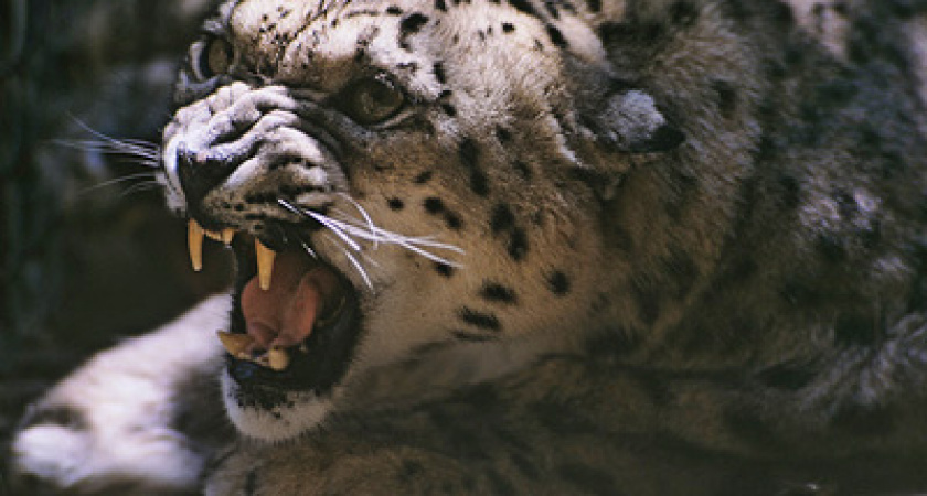 В Приангарье создают Фонд по сохранению снежного барса