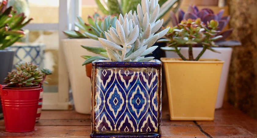 Агроном Ананьев предупредил об опасности растений семейства ароидных для детей