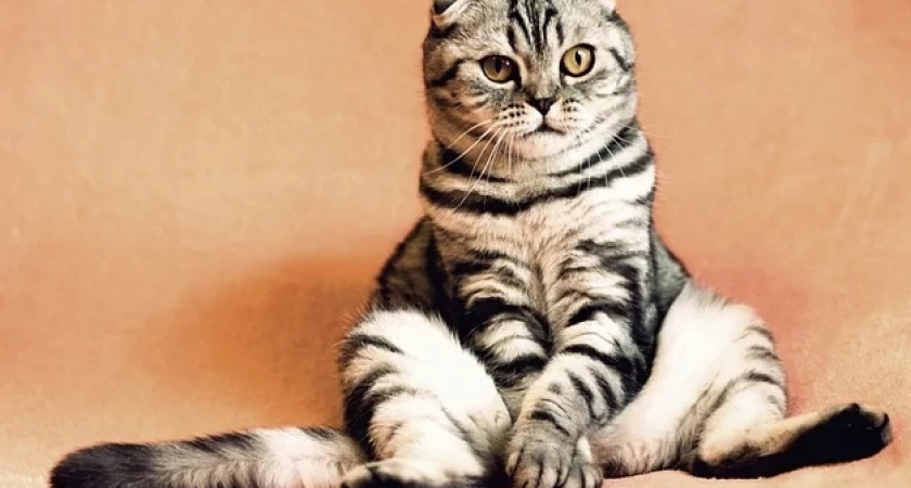 Ученые рассказали об удивительном свойстве котов продлевать жизнь