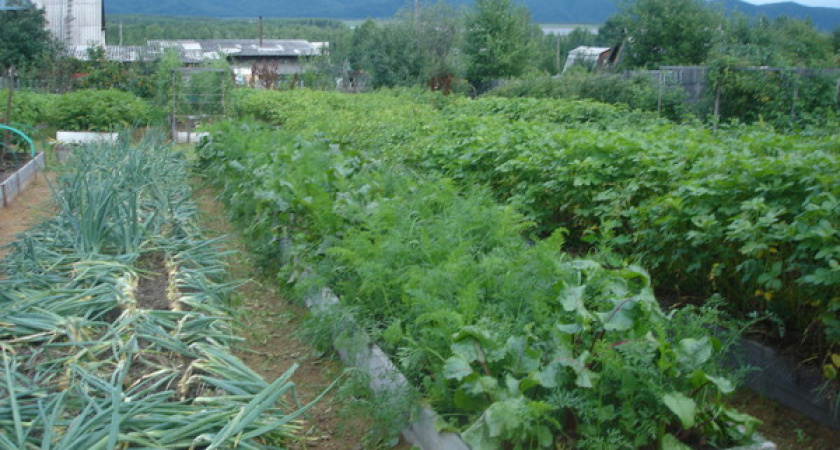 Не заплатишь за воду — не польёшь грядки!