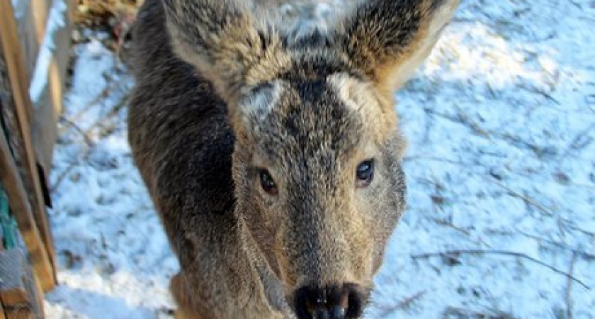 «Заповедное Прибайкалье» взяло под опеку косулёнка Бэмби, спасенного этим летом