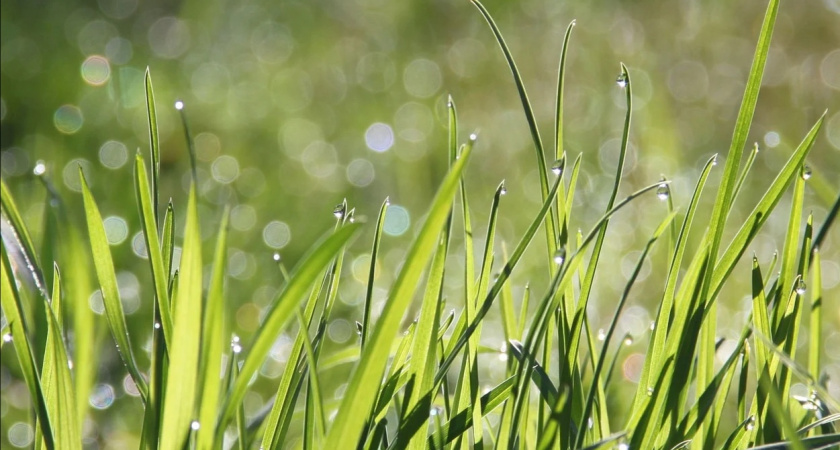 Кому опасно ходить босиком по траве: объясняет врач