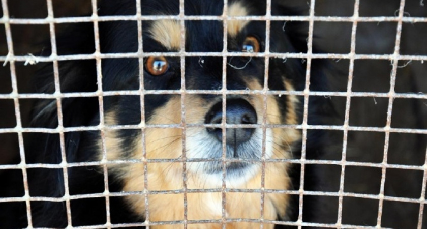 Муниципалитеты Иркутской области могут "прижать" за ненадлежащий отлов бездомных животных
