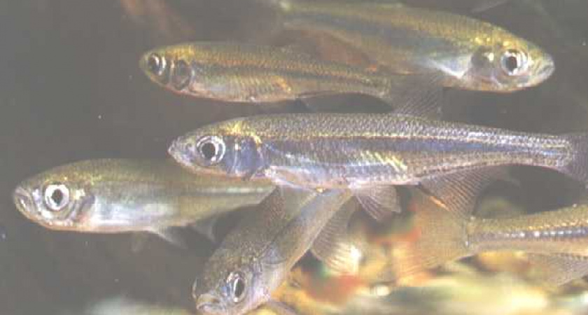   Водоемы пополнятся 