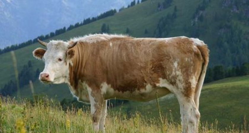 В Приангарье стартовала прививочная кампания против болезней домашнего скота