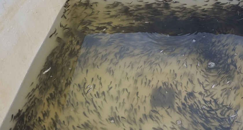 На острове Варничный выпустили мальков сазана