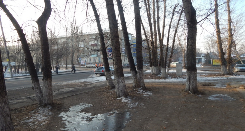 Фонд «Право на жизнь» в Ангарске предлагает массово стерилизовать бродячих животных