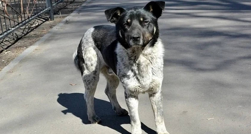 В Забайкалье собаки растерзали семилетнюю девочку