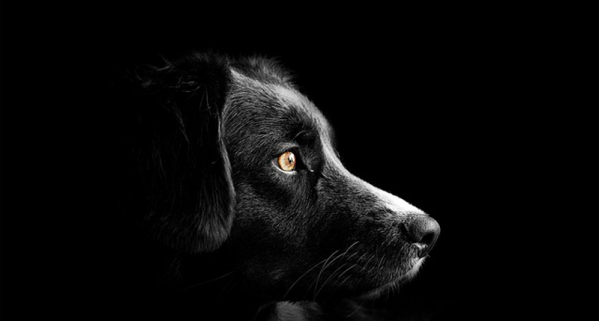 В Иркутской области студент убил и съел бездомную собаку