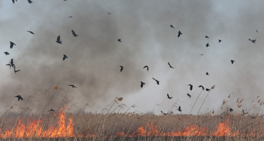 Задержан мужчина, поджигавший траву