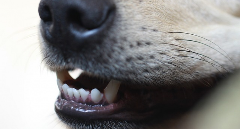 Чиновники начнут нести ответственность за бездомных животных